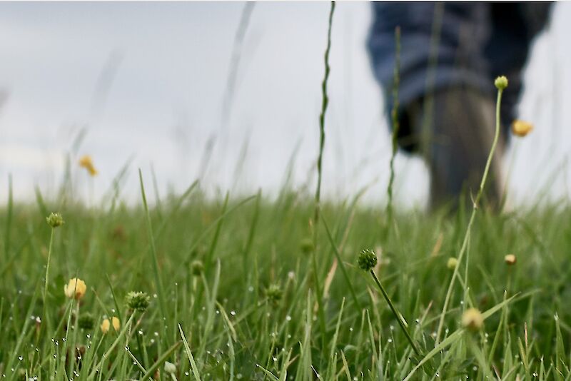 Henri Willig Organic Dairy Farm