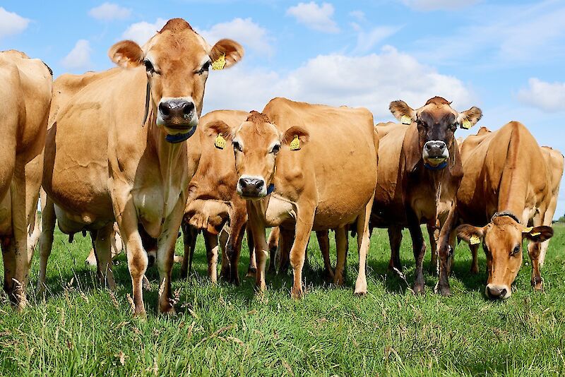 The Henri Willig farm